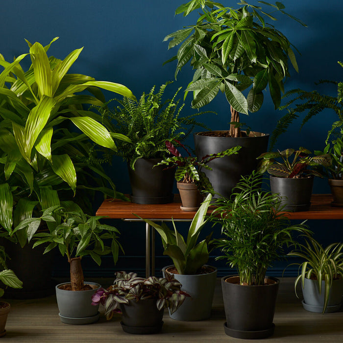 kamerplanten voor weinig licht, schaduw planten 