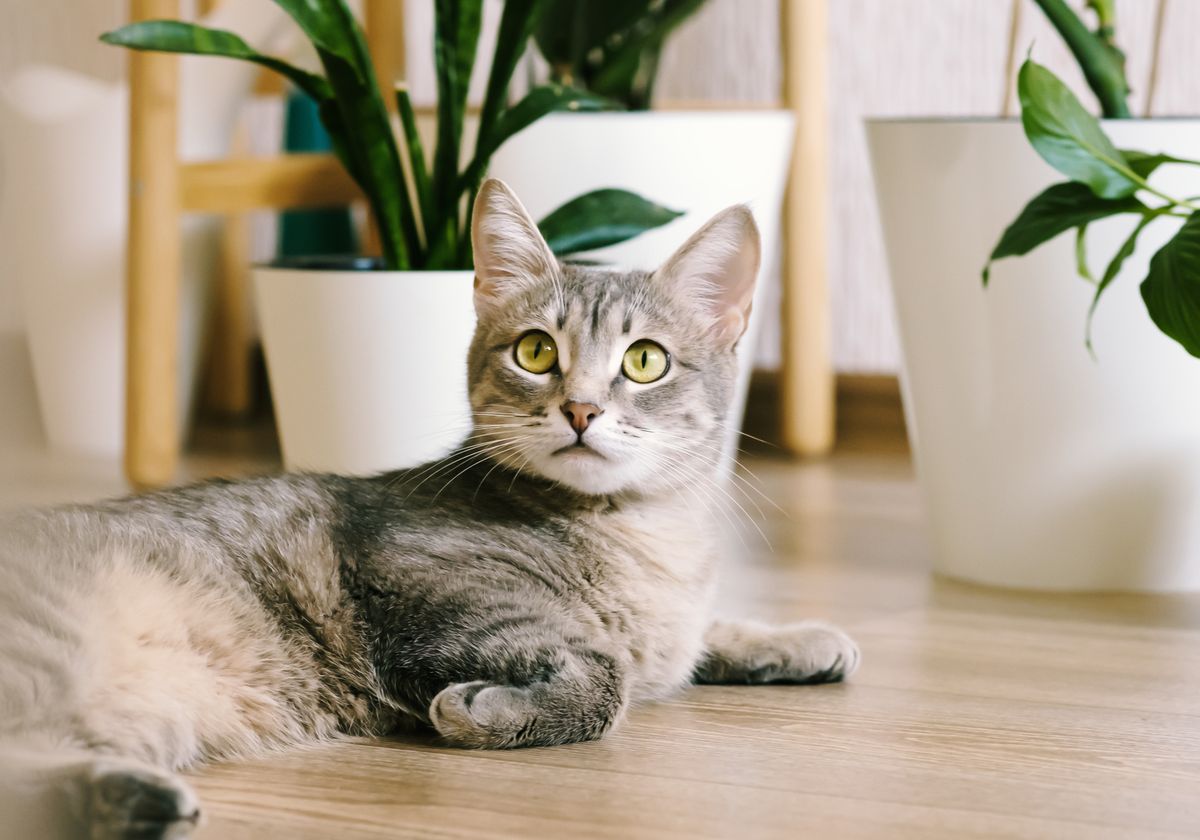 Welke kamerplanten zijn giftig voor katten? Een overzicht van gevaarlijke groene vrienden