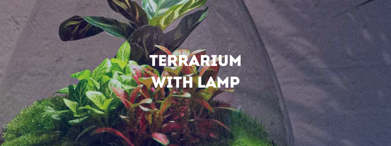 Terrarium met lamp