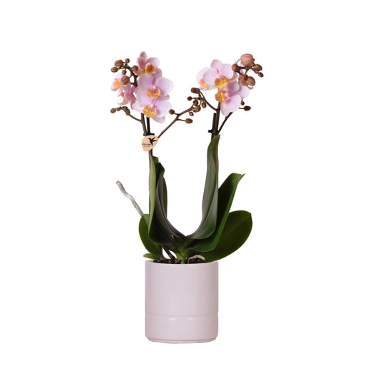Kolibri Orchids | Roze phalaenopsis orchidee - Andorra + Pastel pot pink - potmaat Ø9cm | bloeiende kamerplant - vers van de kweker - Stera