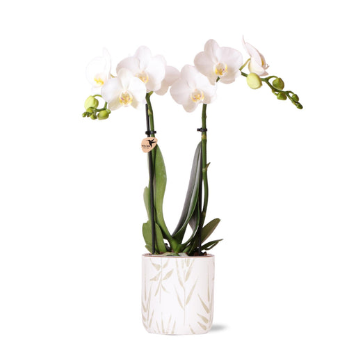 Kolibri Orchids | witte Phalaenopsis orchidee - Amabilis + Leaf pot green - potmaat Ø9cm | bloeiende kamerplant - vers van de kweker - Stera