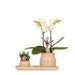Kolibri Orchids | Groene plant met gele Phalaenopsis orchidee in Vintage khaki sierpotten en bamboe dienblad - Stera