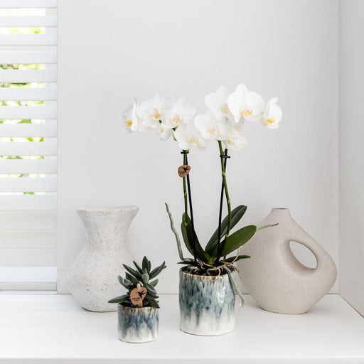 Kolibri Orchids | witte Phalaenopsis orchidee – Amabilis + Sky pot – potmaat Ø9cm – 40cm hoog | bloeiende kamerplant in bloempot - vers van de kweker - Stera