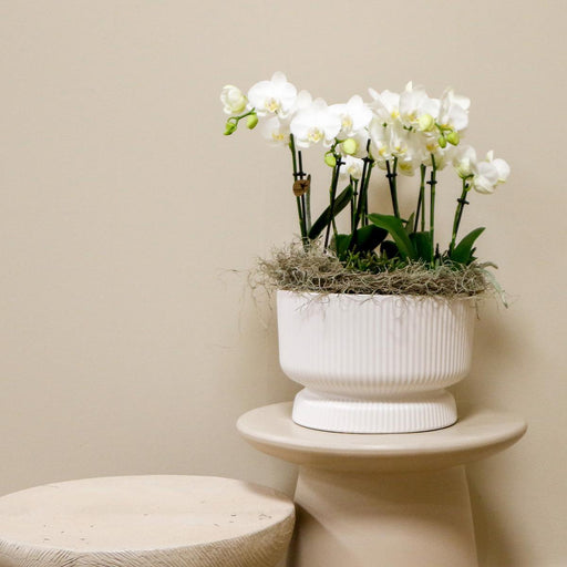 Kolibri Orchids | witte plantenset in Diabolo white dish incl. waterreservoir | drie witte orchideeën en drie groene planten Rhipsalis | Jungle Bouquet wit met zelfvoorzienend waterreservoir - Stera