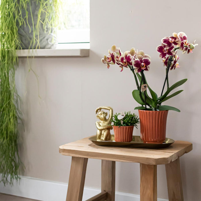 Kolibri Orchids - Surprise box eenkleurig - planten voordeel box - verrassingsbox met 4 verschillende orchideeën - vers van de kweker - Stera