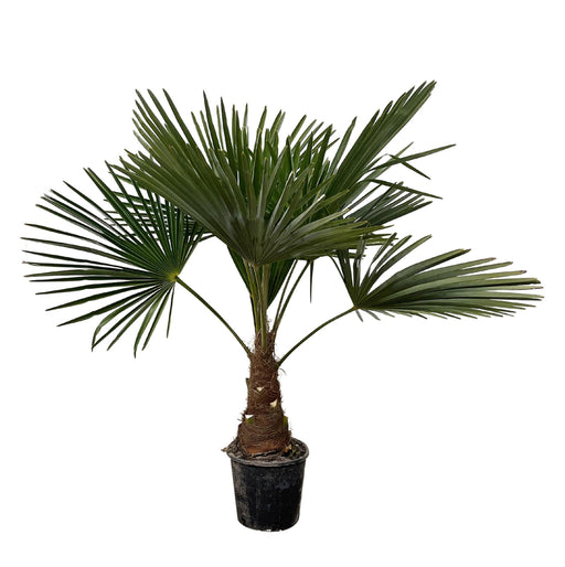 Trachycarpus - 90cm- Ø21 - Stera