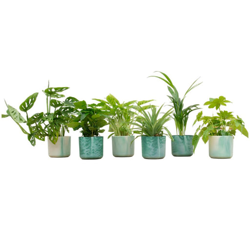 Verrassingsbox - 6 planten inclusief elho Ocean Round pacifisch groen Ø14 - Stera
