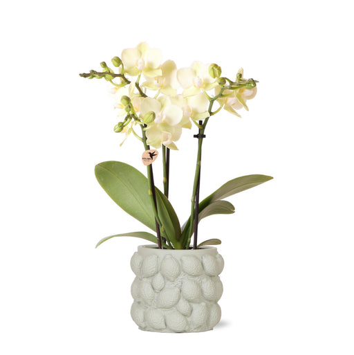 Kolibri Orchids | gele Phalaenopsis orchidee – Mexico + Citrus sierpot green – potmaat Ø9cm – 40cm hoog | bloeiende kamerplant in bloempot - vers van de kweker - Stera