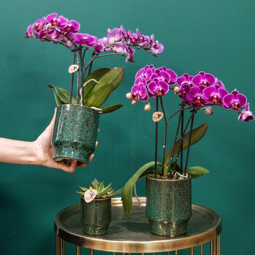 Kolibri Orchids | Paarse phalaenopsis orchidee - Morelia Classy green- potmaat Ø9cm | bloeiende kamerplant - vers van de kweker - Stera