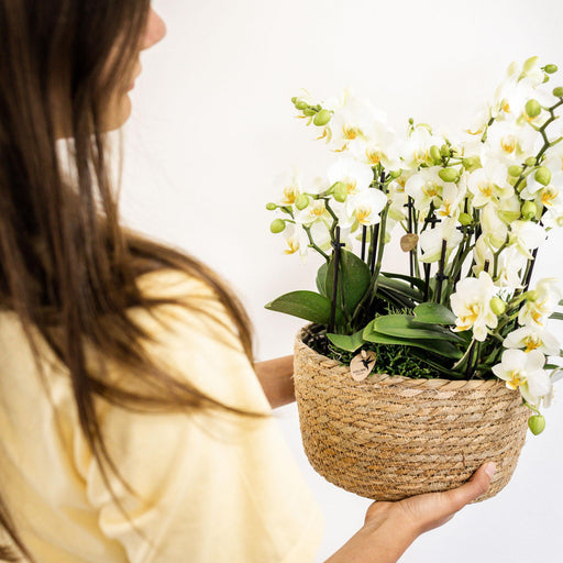 Kolibri Orchids | witte Phalaenopsis orchidee - Lausanne- potmaat Ø12cm | bloeiende kamerplant - vers van de kweker - Stera