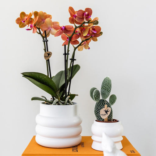 Kolibri Orchids | Oranje Phalaenopsis orchidee - Mineral Bolzano + Bubble pot white - potmaat Ø9cm | bloeiende kamerplant - vers van de kweker - Stera
