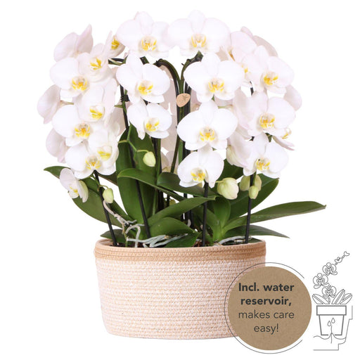 Kolibri Orchids | witte orchideeënset in Cotton Basket incl. waterreservoir | drie gebogen witte orchideeën Niagara Fall 12cm | Mono Bouquet wit met zelfvoorzienend - Stera