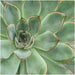 ROOTLESS Succulent Echeveria Pulidonis op Deco tafelstandaard Ø20 cm - ↕20 cm - Stera