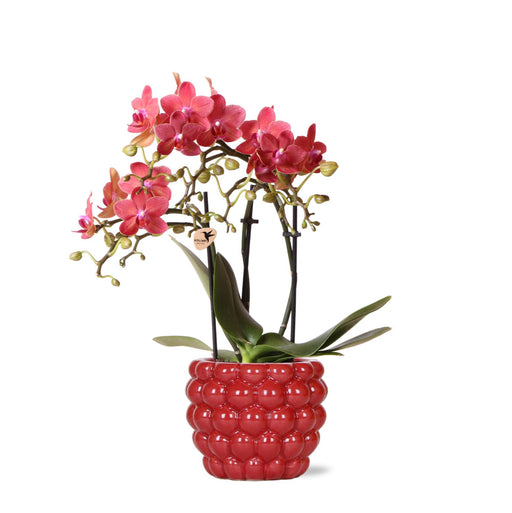 Kolibri Orchids | rode Phalaenopsis orchidee – Congo + Berry sierpot – potmaat Ø9cm – 40cm hoog | bloeiende kamerplant in bloempot - vers van de kweker - Stera
