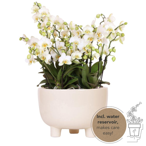 Kolibri Orchids | witte plantenset in Gummy dish incl. waterreservoir | drie witte orchideeën | Mono Bouquet wit met zelfvoorzienend waterreservoir - Stera