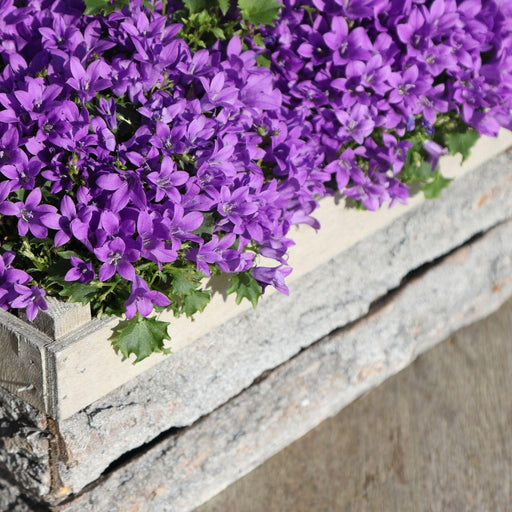 Campanula Addenda - Klokjesbloem paars potmaat 12cm - 1m2 bodembedekker - 6 stuks - Ambella purple - tuinplanten - winterhard - Stera