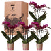 Kolibri Orchids - Surprise box eenkleurig - planten voordeel box - verrassingsbox met 4 verschillende orchideeën - vers van de kweker - Stera