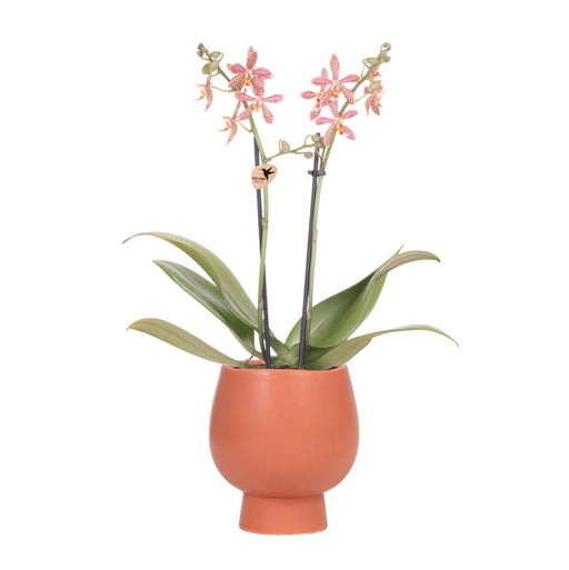 Kolibri Orchids | oranje Phalaenopsis orchidee - Spider in Scandic terracotta - potmaat Ø9cm | bloeiende kamerplant - vers van de kweker - Stera