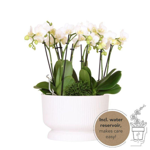 Kolibri Orchids | witte plantenset in Diabolo white dish incl. waterreservoir | drie witte orchideeën en drie groene planten Rhipsalis | Jungle Bouquet wit met zelfvoorzienend waterreservoir - Stera