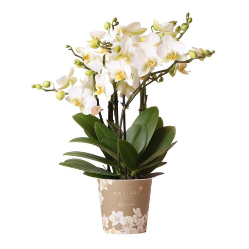 Kolibri Orchids | witte Phalaenopsis orchidee - Lausanne- potmaat Ø12cm | bloeiende kamerplant - vers van de kweker - Stera