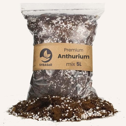 Anthurium mix 5L - Stera