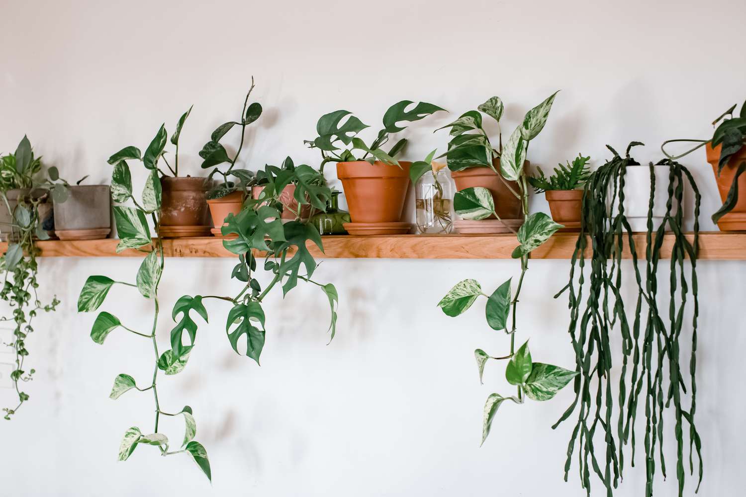 De Magie van Kamerplanten in Huis: Waarom Groen Gelukkig Maakt