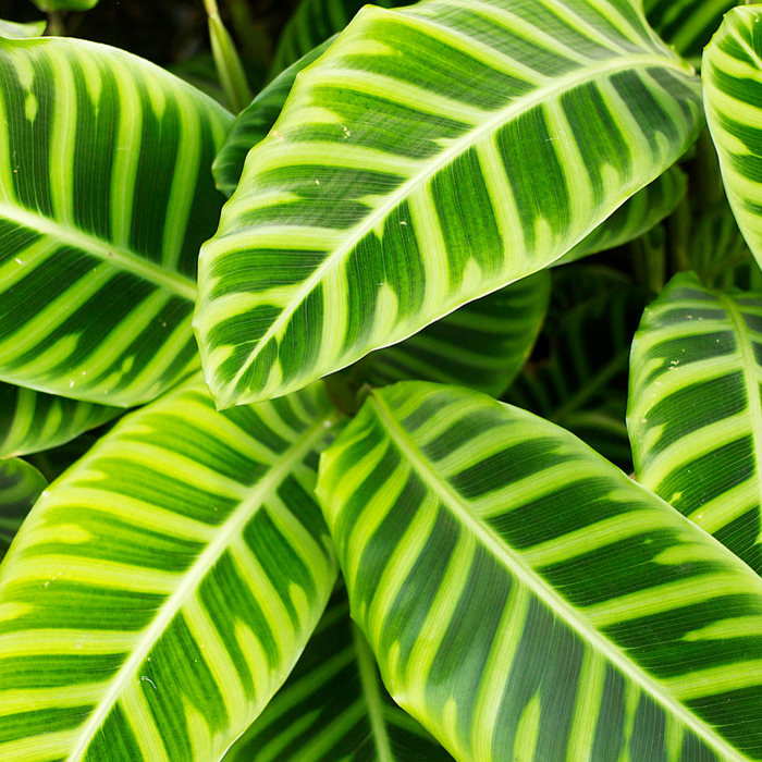 Calathea Verzorging 101: Essentiële Tips voor Prachtige Kamerplanten