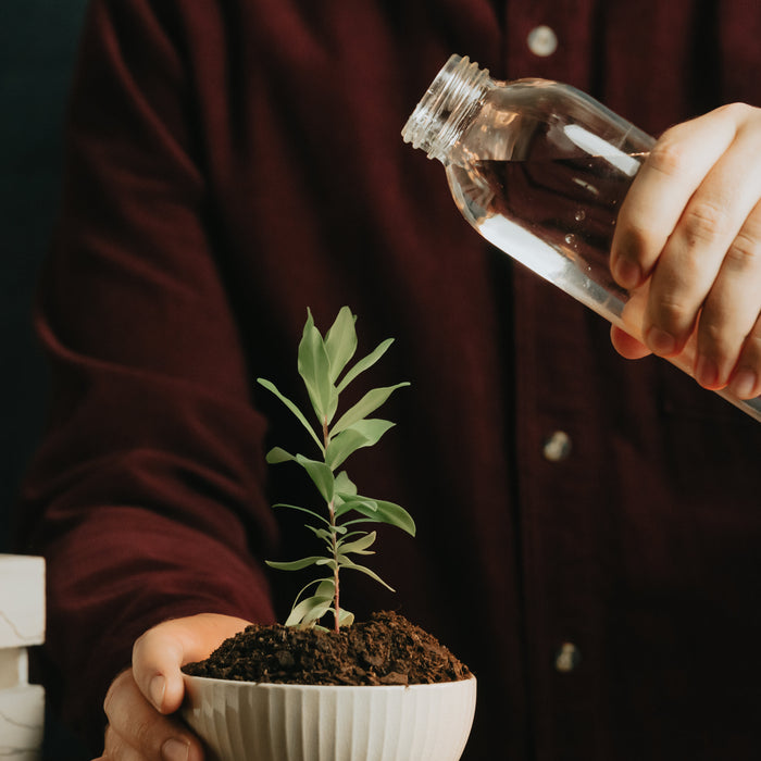 Wanneer Kamerplanten Water Geven