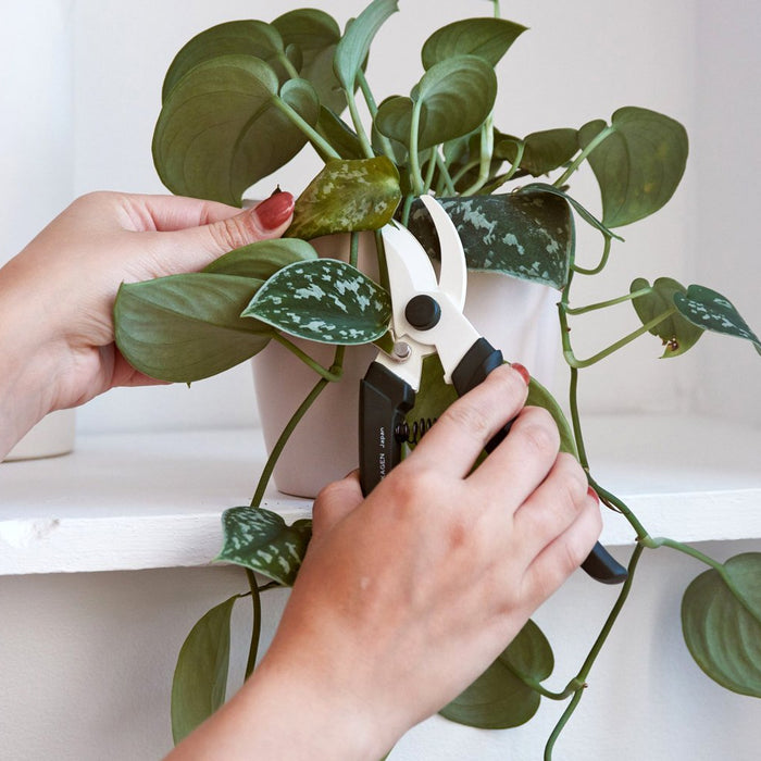 Wanneer kamerplanten snoeien: Tips en Richtlijnen