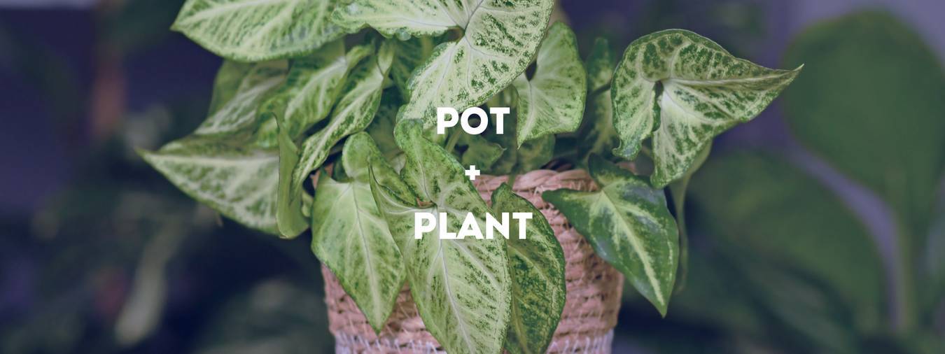 Pot+Plant
