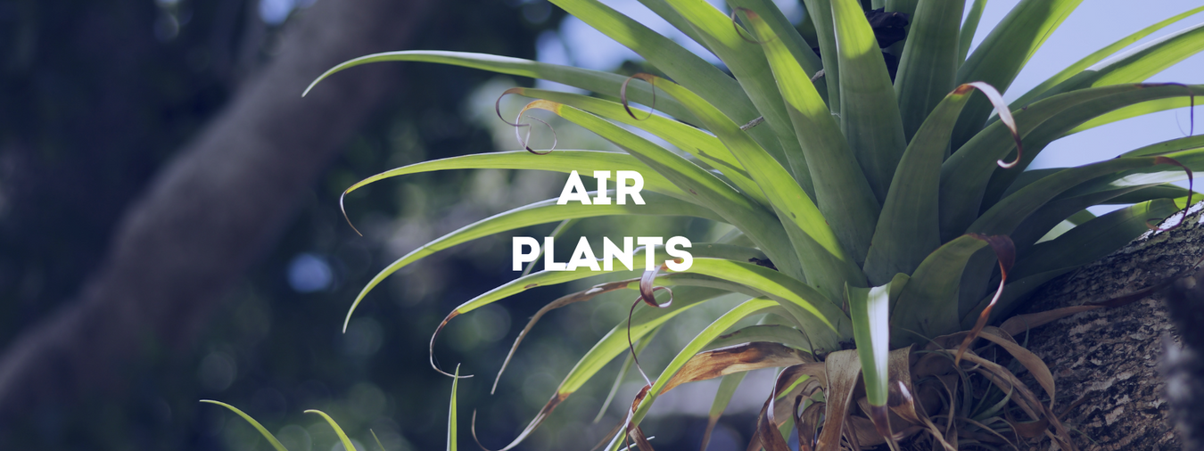 Lucht planten