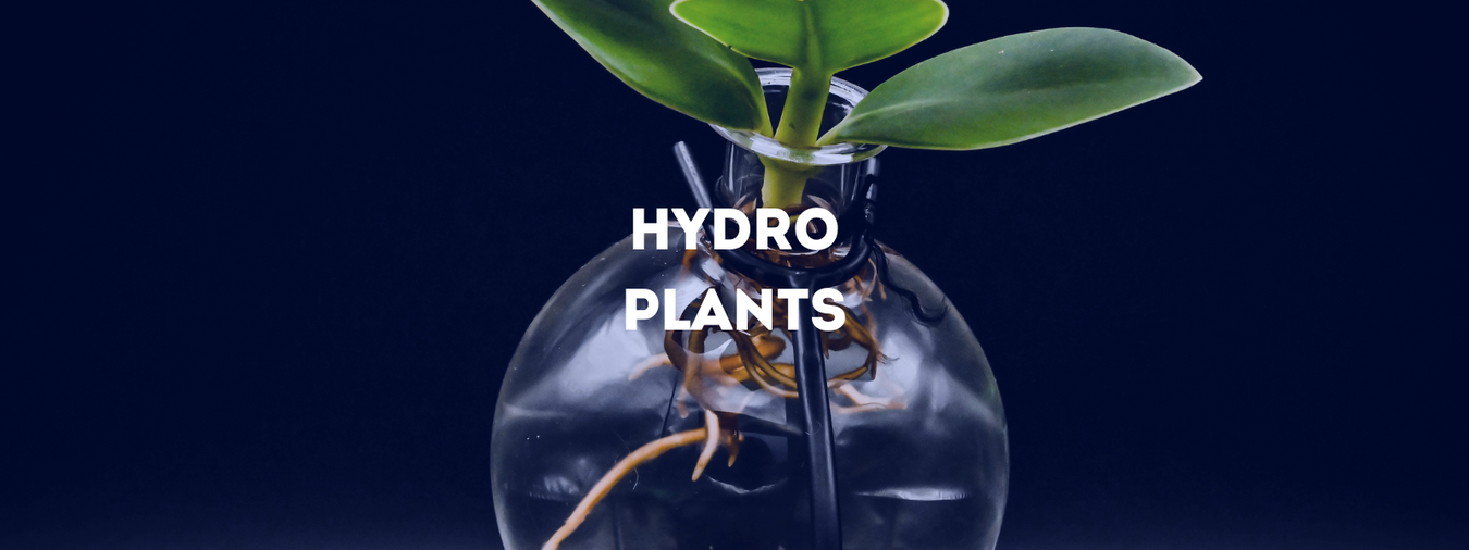 Hydro planten