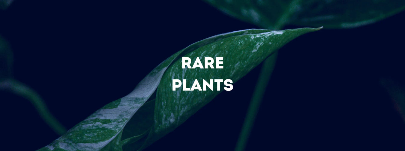 Unieke planten