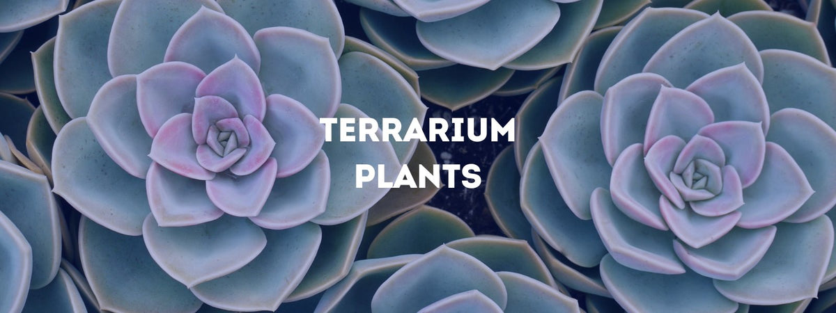 Terrarium planten