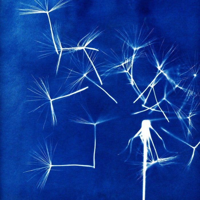 CYANOTYPE 🌞 KIT DISCOVERY PACK | Feestdagen, Kerstmis, zon, kunst