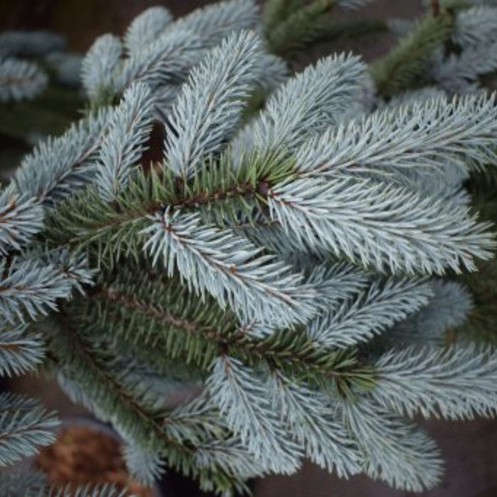 Picea Pungens Super Blue Pot Grown - Various Sizes 