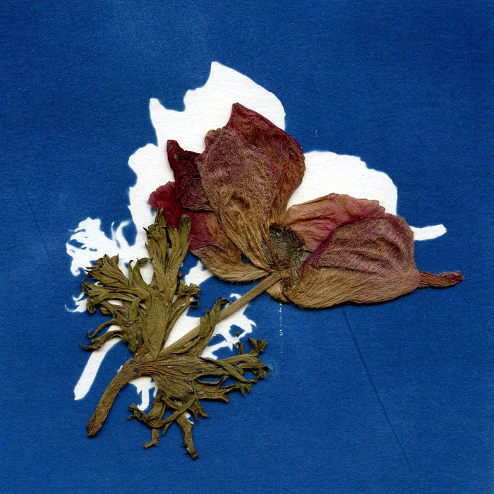 CYANOTYPE 🌞 KIT DISCOVERY PACK | Feestdagen, Kerstmis, zon, kunst