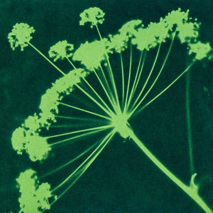 CYANOTYPE 🌞 KIT DISCOVERY PACK | Feestdagen, Kerstmis, zon, kunst