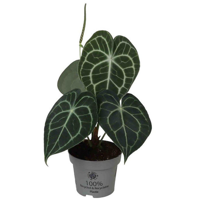 Anthurium clarinervium