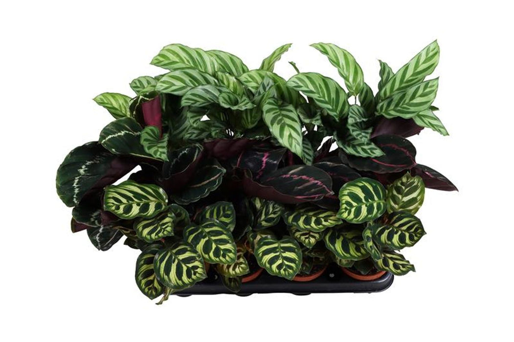 Calathea Mix