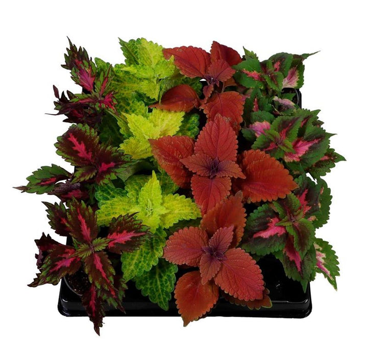 Coleus BLUMEI MIX
