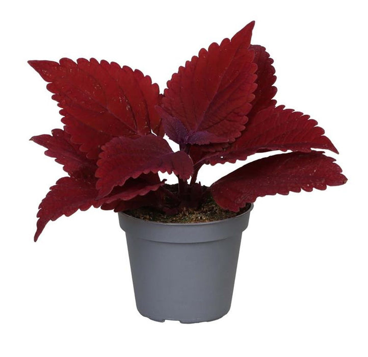 Coleus 'Second Street'