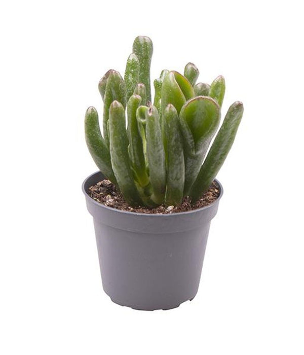 Crassula ovata 'Coral'