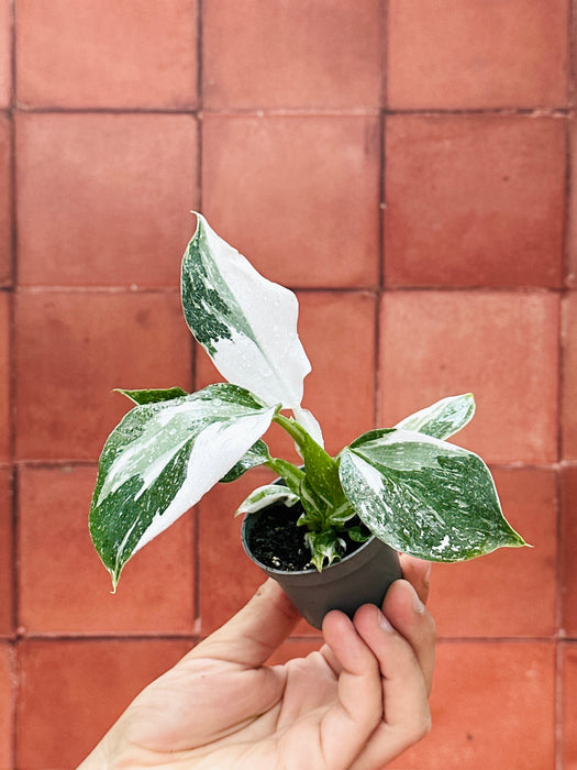 Philodendron 'White Wizard' - Baby