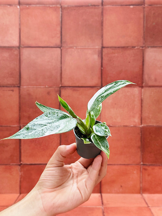 Philodendron 'White Princess' - Baby