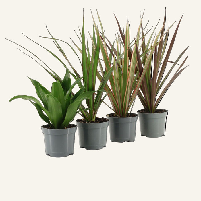 Dracaena MIX