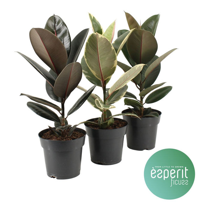 Ficus Elastica Mix