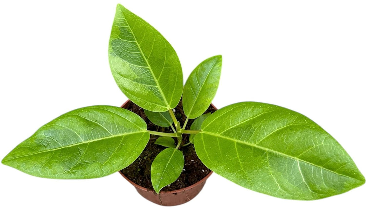 Ficus benghalensis 'Variegata'