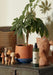 House Plant Aqua Leaf Cleanser, 200ml-Stera