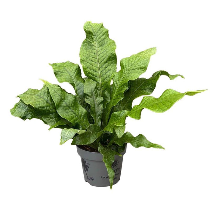 Microsorum musifolium 'Crocodyllus'